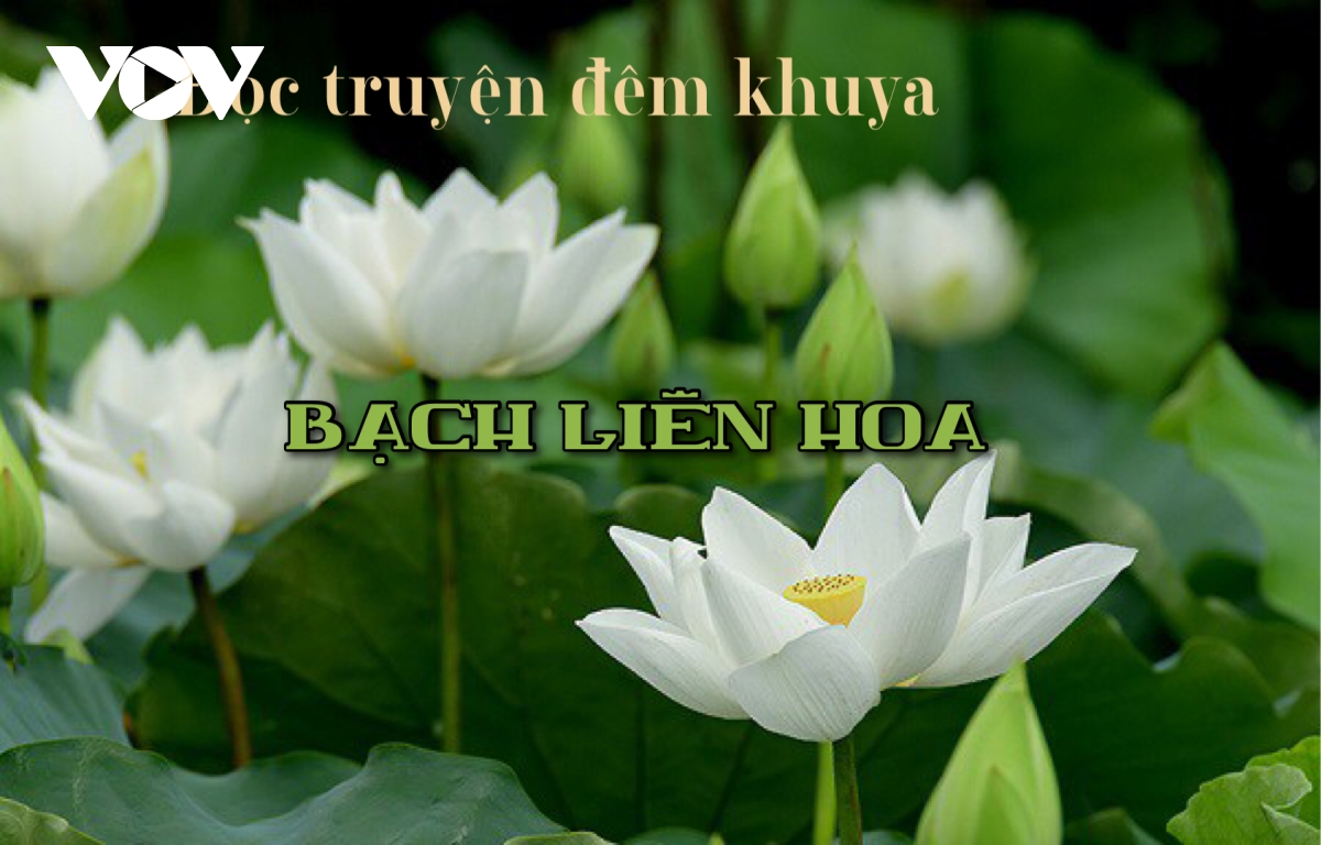 Truyện ngắn "Bạch Liên Hoa" - Ký ức tuổi thơ về hoa sen trắng